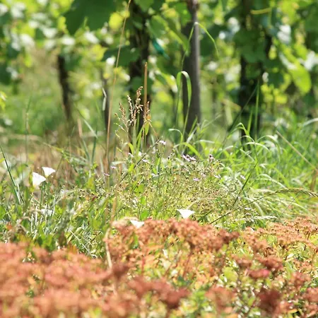 Gæstehus Glocke Weingut Und 3*